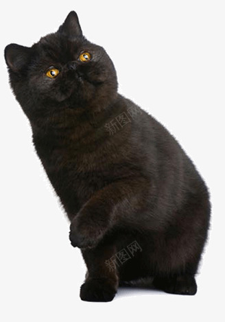 宠物猫png免抠素材_新图网 https://ixintu.com 动物 猫 猫咪 生物