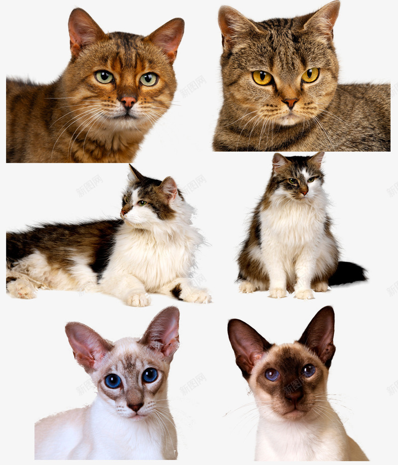 宠物猫png免抠素材_新图网 https://ixintu.com 宠物 暹罗 狸花 猫
