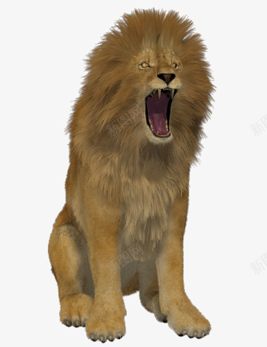 炸毛狮png免抠素材_新图网 https://ixintu.com 动物 宠物 狮子 猫科
