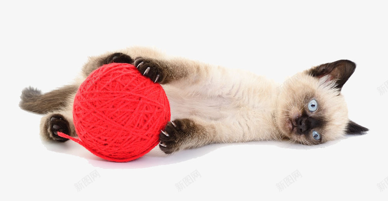 玩线团的猫png免抠素材_新图网 https://ixintu.com 伯曼猫 动物 宠物 毛线 猫 线团