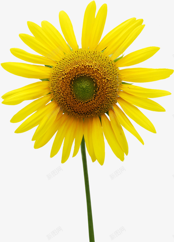 黄色完美向日葵花朵温馨png免抠素材_新图网 https://ixintu.com 向日葵 完美 温馨 花朵 黄色