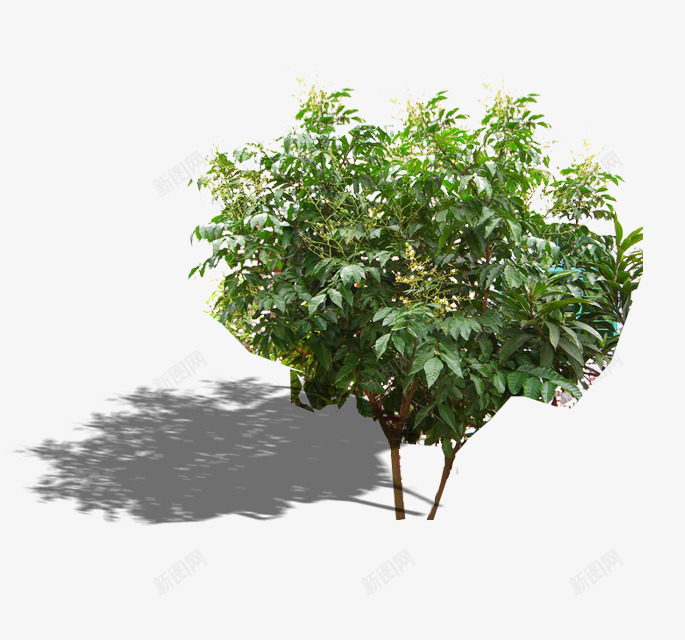 风景树png免抠素材_新图网 https://ixintu.com 建筑素材 景观 松树 柳树 环境素材 绿化 装饰素材 风景树