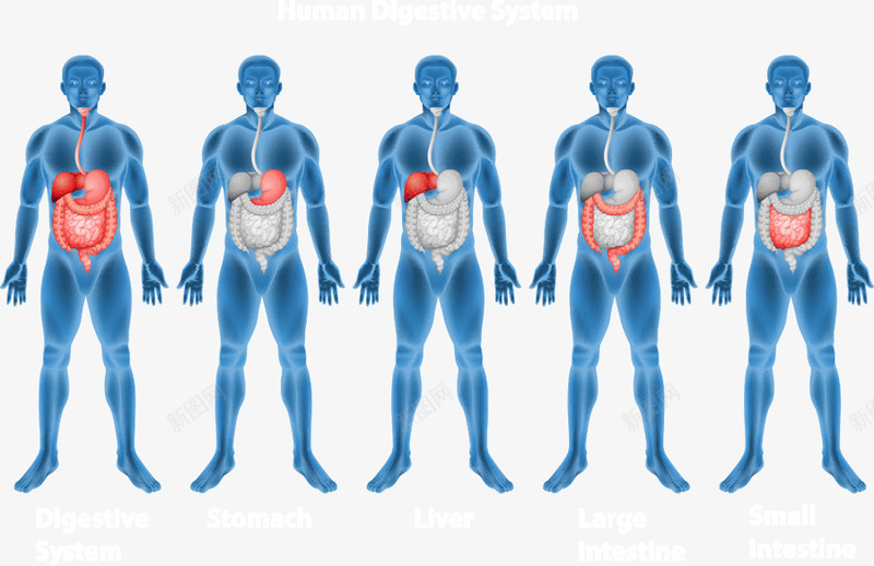 人体腹腔结构png免抠素材_新图网 https://ixintu.com 人 体 构 矢 结 腔 腹 量