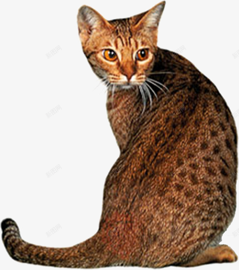 豹纹的猫png免抠素材_新图网 https://ixintu.com 动物 可爱 宠物 忠诚 豹纹