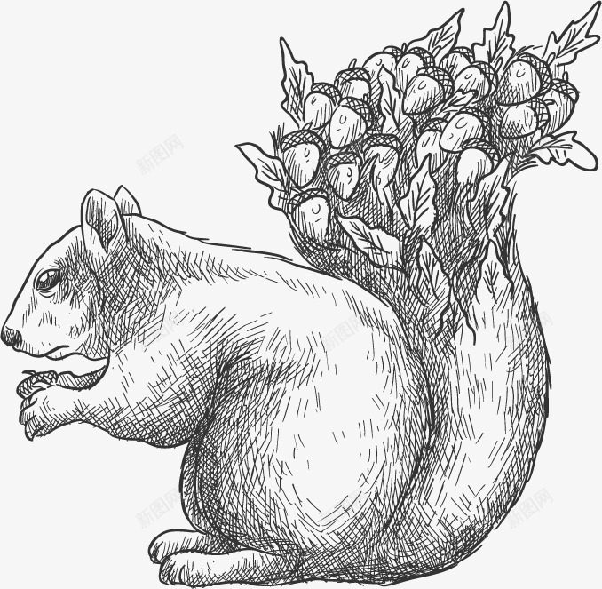 手绘素描松鼠矢量图ai免抠素材_新图网 https://ixintu.com 宠物 手绘 素描松鼠 矢量图