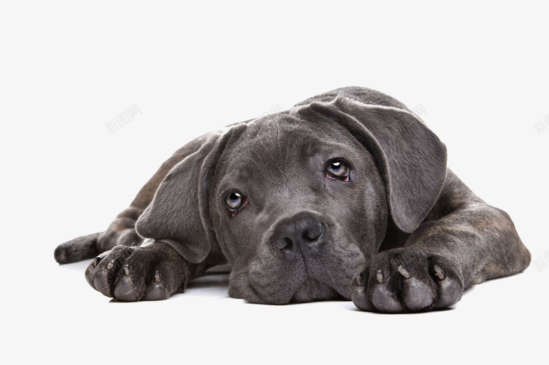 腊肠犬png免抠素材_新图网 https://ixintu.com 动物 宠物 狗狗 萌宠 黑色