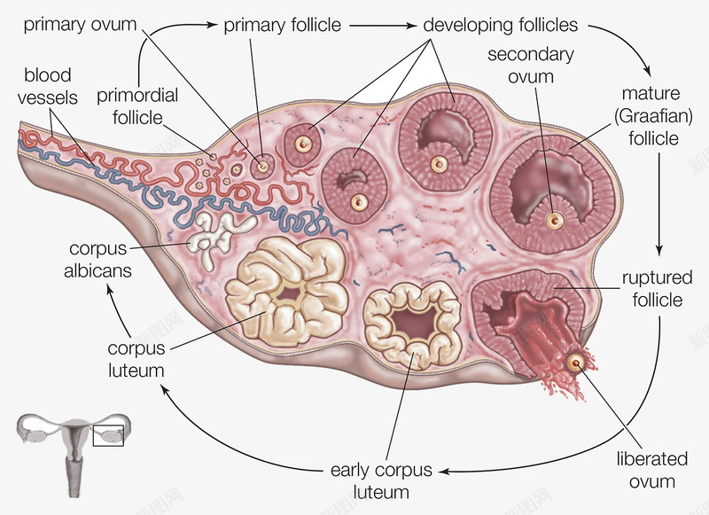 女性生殖器官生物医学插图png免抠素材_新图网 https://ixintu.com 人体结构 健康保健 插图 生殖器官 生物学 输卵管