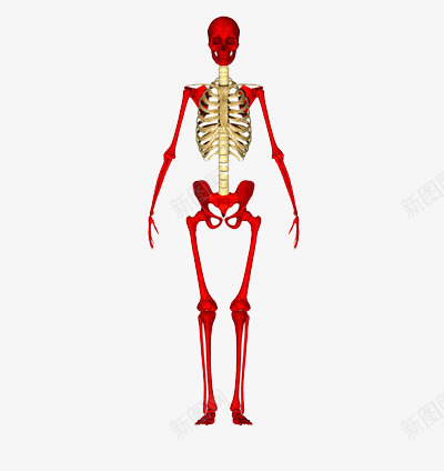 人体骨头架png免抠素材_新图网 https://ixintu.com 保存 标本 结构