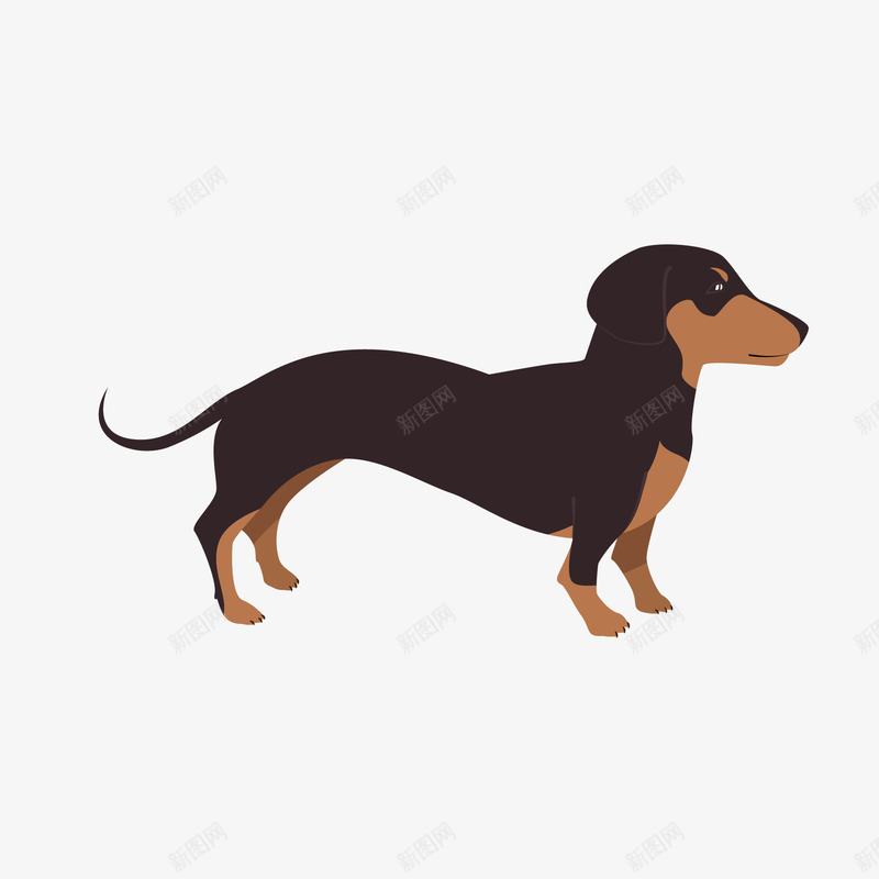 腊肠犬png免抠素材_新图网 https://ixintu.com 动物 宠物 狗 腊肠犬