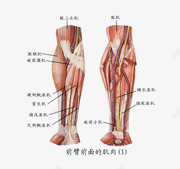 臂部分解图png免抠素材_新图网 https://ixintu.com 动脉 医学人体结构 横断面 神经系统 细胞组织图 肌肤组织 解剖图