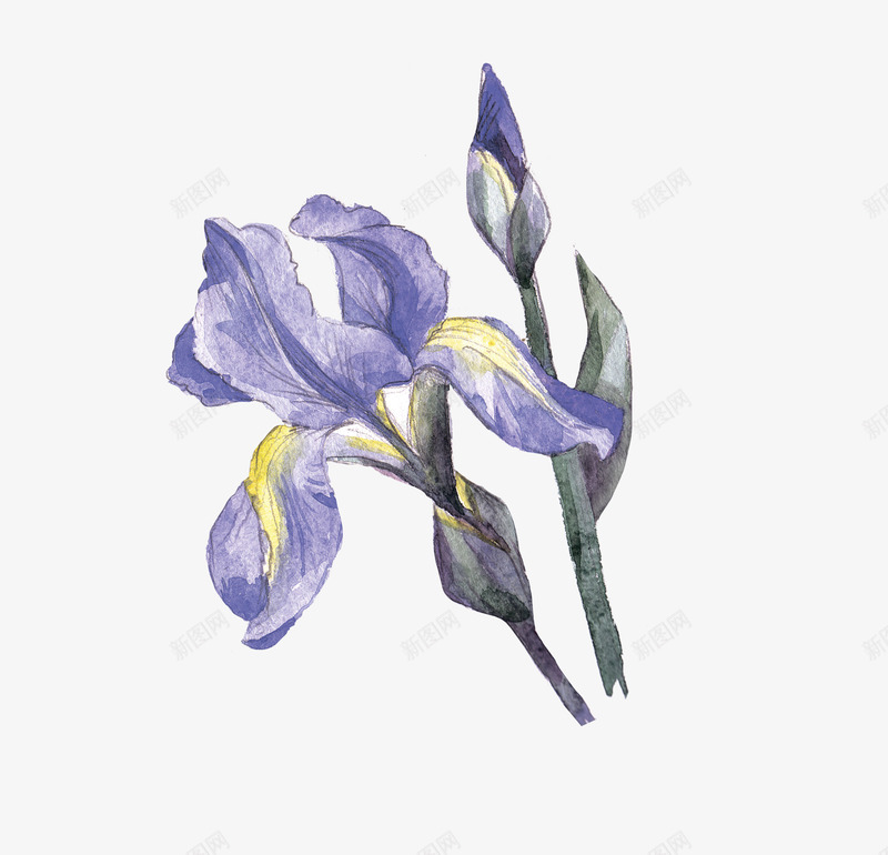 手绘水彩紫色花朵png免抠素材_新图网 https://ixintu.com 一束花 紫色浪漫花朵 紫色高贵花儿 花苞花蕊 鲜花