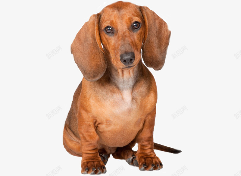 黄色腊肠犬png免抠素材_新图网 https://ixintu.com 宠物犬 短毛猎犬 腊肠短发犬