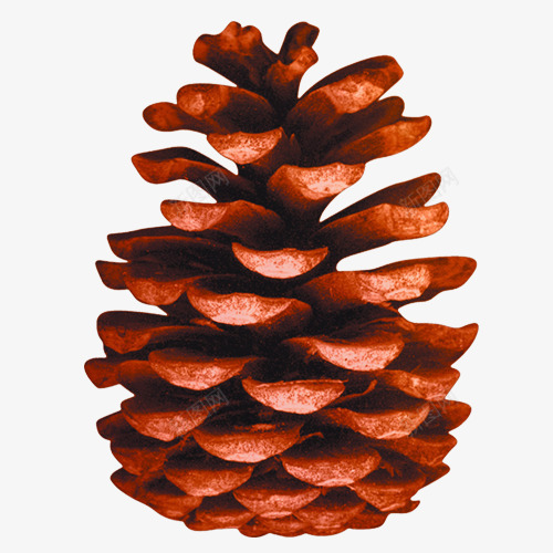 棕色松塔png免抠素材_新图网 https://ixintu.com 产品实物 松塔 松树 植物