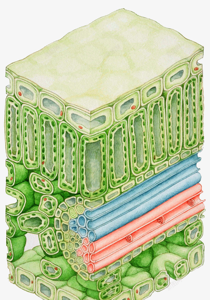 植物表皮细胞png免抠素材_新图网 https://ixintu.com 植物 皮肤结构 细胞 血管