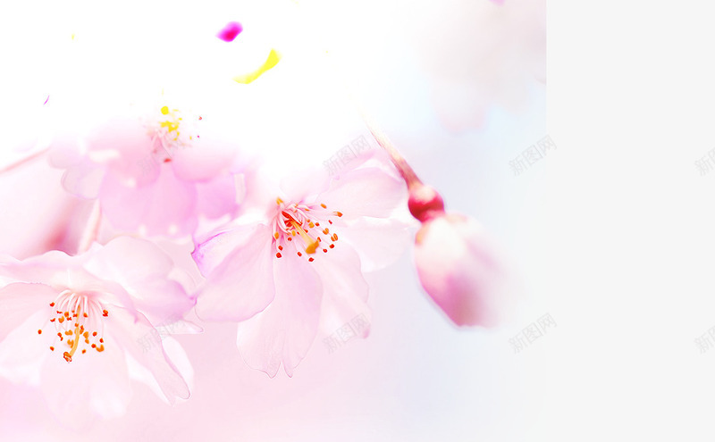 花红主图psd免抠素材_新图网 https://ixintu.com 促销海报 天猫 淘宝 淘宝素材