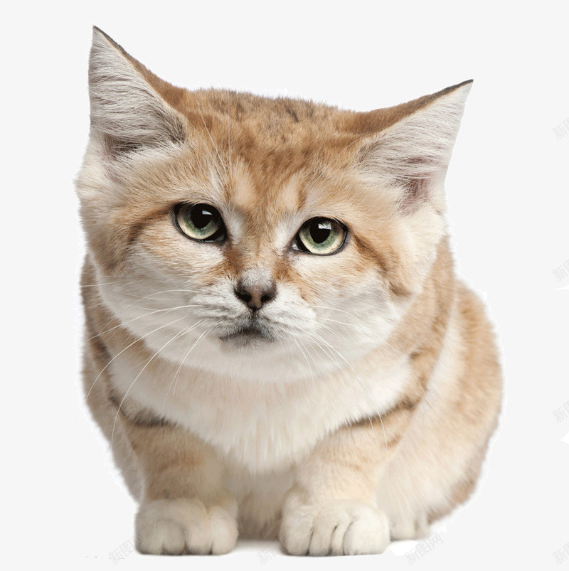 蹲着的猫png免抠素材_新图网 https://ixintu.com 宠物 猫 萌 蹲