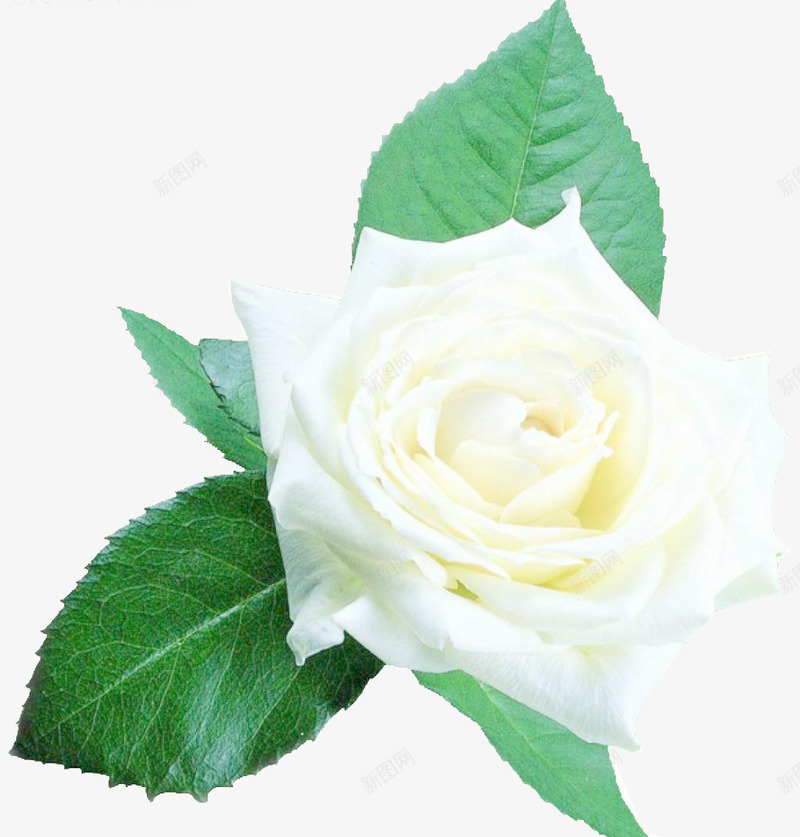 鲜花白玫瑰背景png免抠素材_新图网 https://ixintu.com 唯美 玫瑰真花 白玫瑰 白玫瑰花瓣 素材背景 鲜花