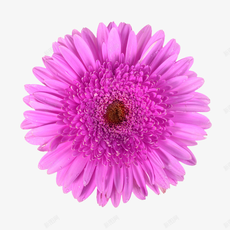 花卉图案鲜花psdpng免抠素材_新图网 https://ixintu.com 唯美 手绘花朵素材 植物花卉素材 紫色 花 花卉 鲜花元素 鲜花边框素材