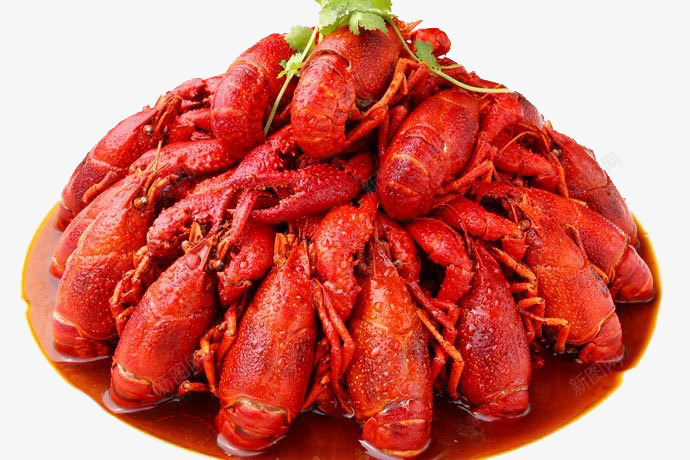 精品龙虾配香菜png免抠素材_新图网 https://ixintu.com 产品实物 炒龙虾 画册 龙虾