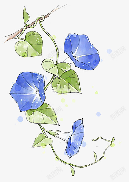 手绘的牵牛花png免抠素材_新图网 https://ixintu.com png图形 png装饰 喇叭花 植物 牵牛花 装饰