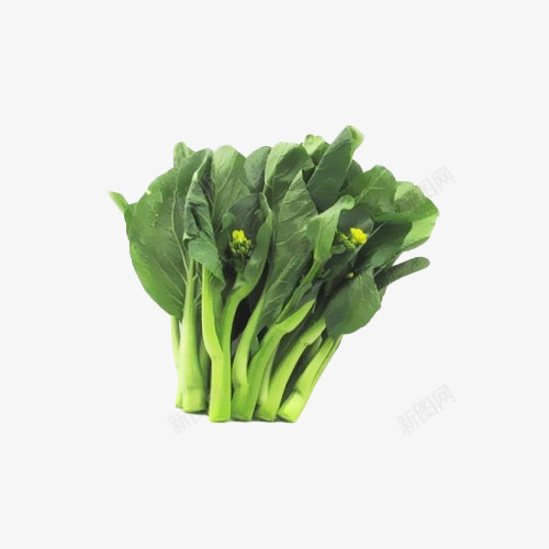 一把新鲜的健康美食蔬菜广东菜心png免抠素材_新图网 https://ixintu.com 一把新鲜的健康美食蔬菜广东菜心实物免抠免费下载 健康 农场 广东菜心 水白菜 美食 菜心 菜花 菜苔 蔬菜 青菜