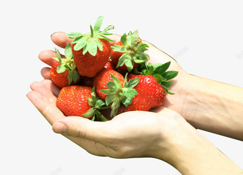 双手捧草莓采摘图标png_新图网 https://ixintu.com 3D图片 3d图标 卡通3d水果图片 双手捧 捧草莓 摄影 新鲜 水果图标 素描 草莓 草莓水果 草莓采摘 草莓采摘园 食物