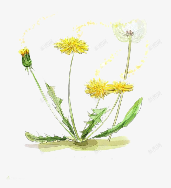黄色金盏花png免抠素材_新图网 https://ixintu.com 化妆品装饰 植物 金盏花 鲜花 黄色