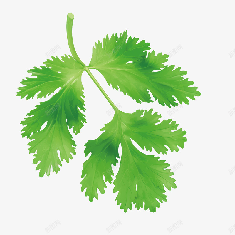 绿色的芹菜叶png免抠素材_新图网 https://ixintu.com png图形 png装饰 手绘 绿叶 芹菜叶 装饰