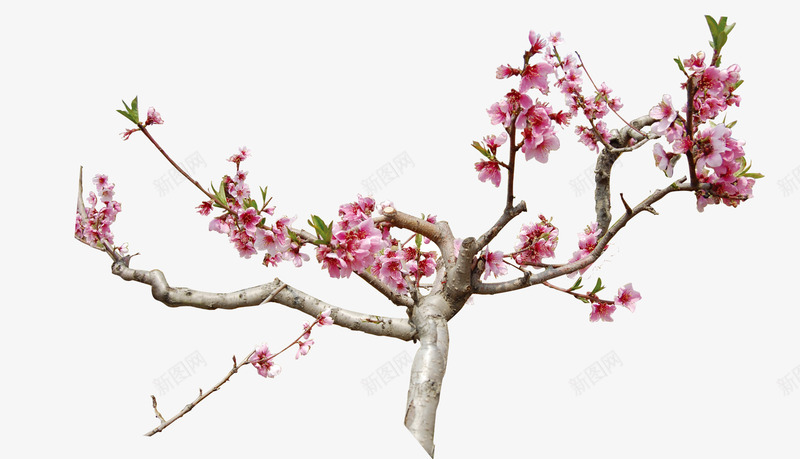粉色的桃花枝png免抠素材_新图网 https://ixintu.com png图形 树枝 桃花 植物 花卉 装饰