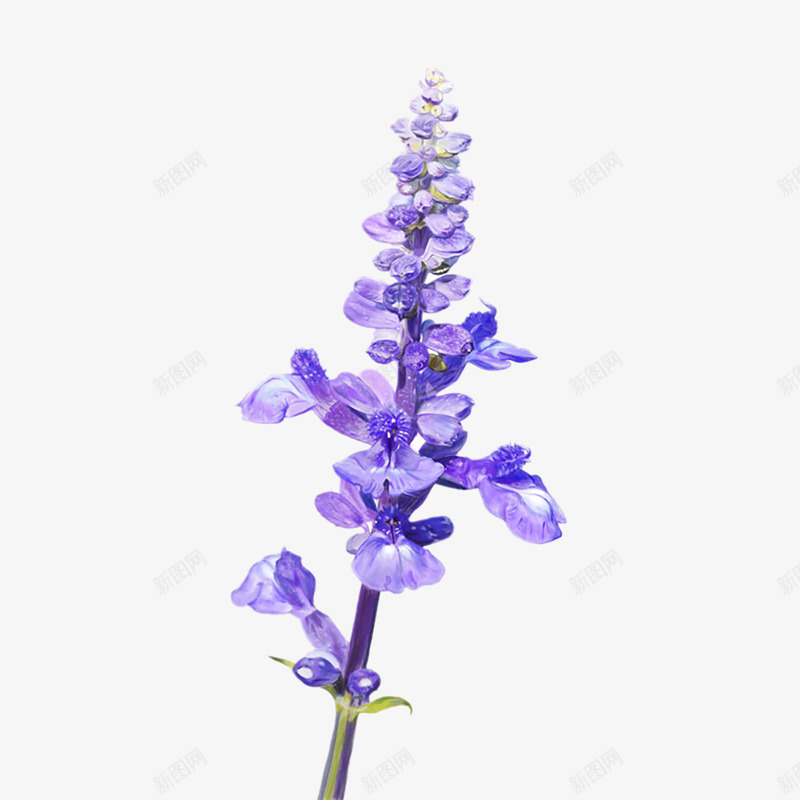 薰衣草叶子png免抠素材_新图网 https://ixintu.com 叶子 唯美 梦幻 植物 清新 紫色 花卉 薰衣草 薰衣草叶子 装饰