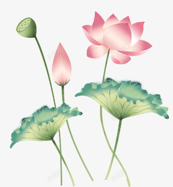 唯美池塘荷花png免抠素材_新图网 https://ixintu.com 唯美 池塘 清新 竹子荷花荷叶满池塘 花骨朵 荷叶 荷花 莲蓬