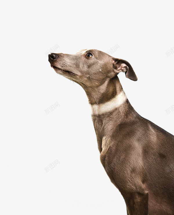 目视前方的忠犬png免抠素材_新图网 https://ixintu.com 小狗 忠犬 狗类素材