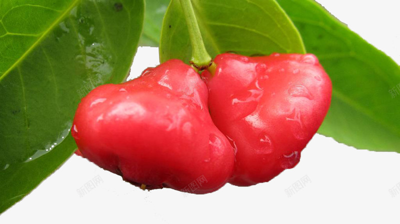 新鲜的莲雾png免抠素材_新图网 https://ixintu.com 水果 清新 红色 莲雾 食物
