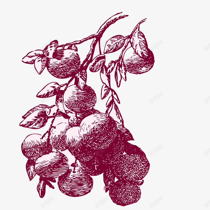 红枣水果食物png免抠素材_新图网 https://ixintu.com 剪影 叶子 图形 手绘 枝叶 植物 艺术