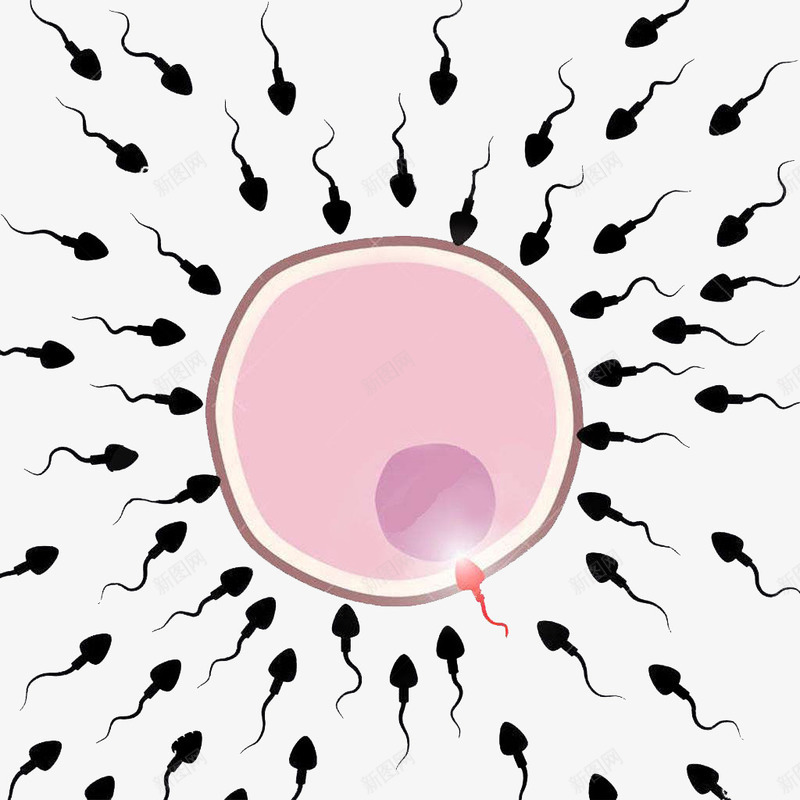 可爱生物卵细胞图形png免抠素材_新图网 https://ixintu.com 医学细胞 卵子 受精卵 生物 生育 繁衍