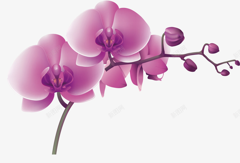 清新唯美手绘玉兰花png免抠素材_新图网 https://ixintu.com 卡通花朵 树枝 水墨玉兰花 玉兰花 红玉兰花 红色 花苞