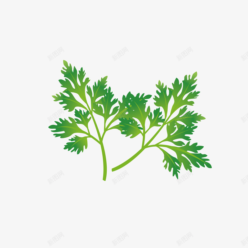 新鲜芹菜叶子png免抠素材_新图网 https://ixintu.com 农副 新鲜 绿色 蔬菜 食品