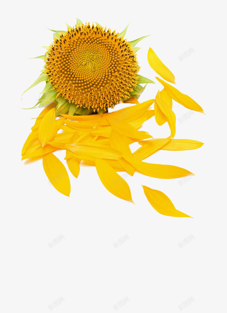 黄色太阳花png免抠素材_新图网 https://ixintu.com 唯美 地上的花瓣 太阳花 植物 花卉 落地的花瓣 落花 葵花 黄色花瓣