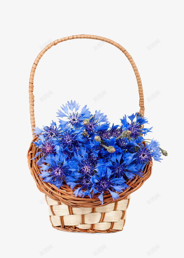 矢车菊花篮png免抠素材_新图网 https://ixintu.com 免抠素材 唯美 实物 矢车菊 礼物 篮子 花朵 花篮 蓝色 鲜花