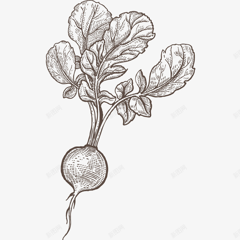 线描水萝卜png免抠素材_新图网 https://ixintu.com png图形 水萝卜 蔬菜 装饰 食物