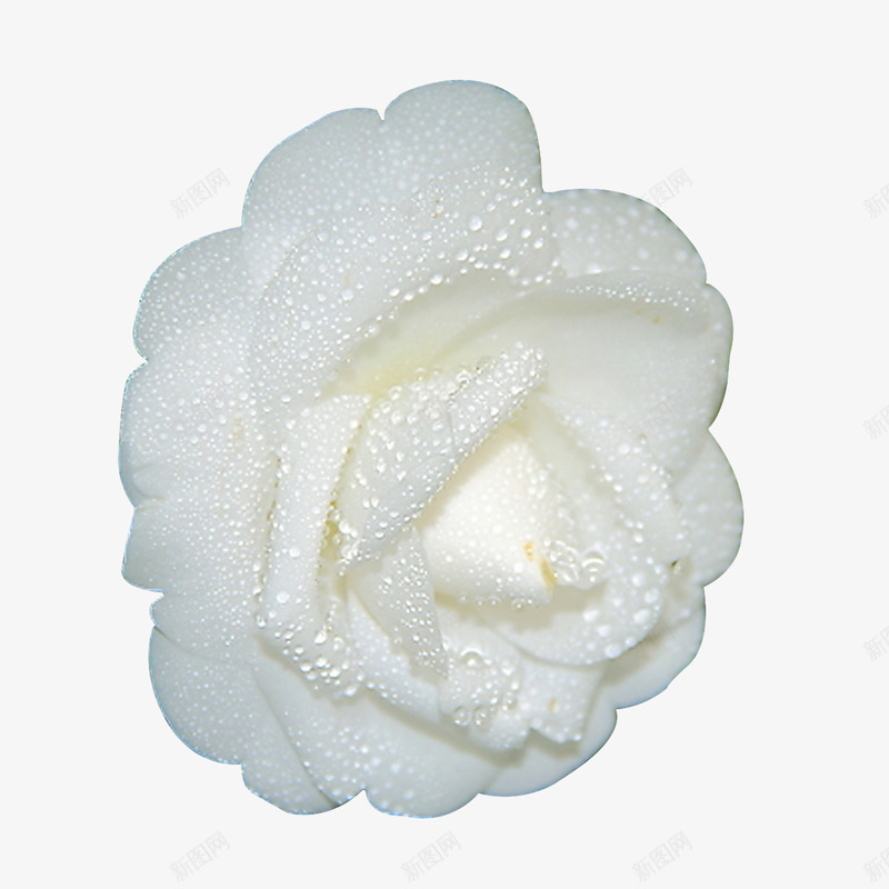 带露珠的白茶花png免抠素材_新图网 https://ixintu.com 清新 白色 白茶花 花朵 露珠