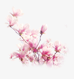 唯美玉兰花png免抠素材_新图网 https://ixintu.com 唯美 玉兰花 粉色 花束