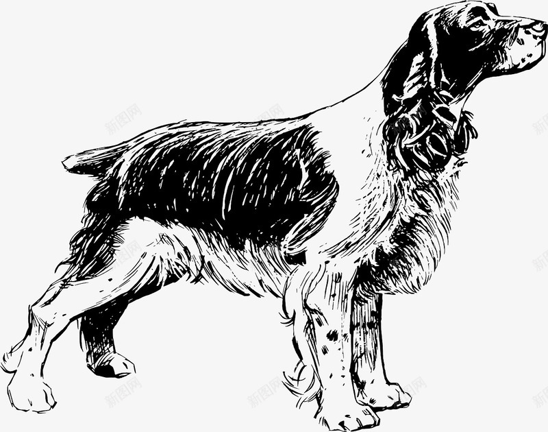 长毛狗png免抠素材_新图网 https://ixintu.com 动物 犬类 金毛