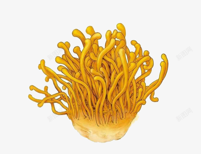 虫草花图png免抠素材_新图网 https://ixintu.com 植物 虫草花 食物 黄色