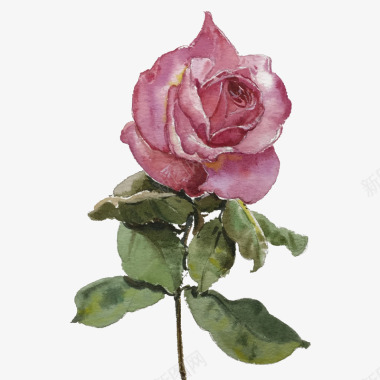 手绘玫瑰花插画图标图标