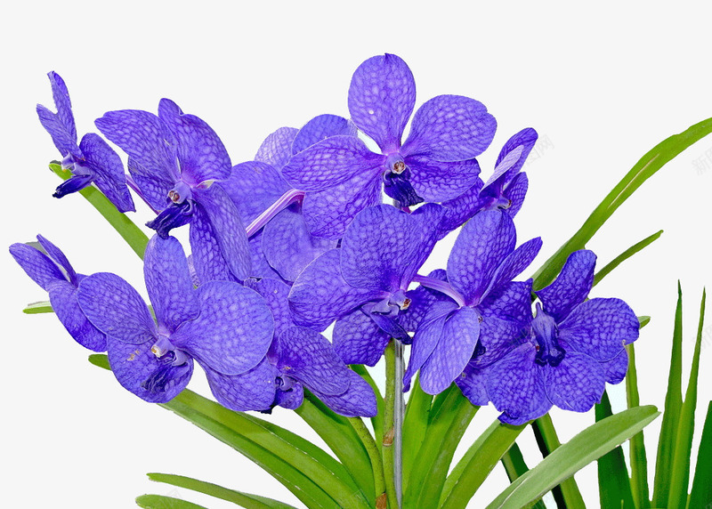 紫色兰花png免抠素材_新图网 https://ixintu.com 紫色 花朵 花草 蝴蝶兰
