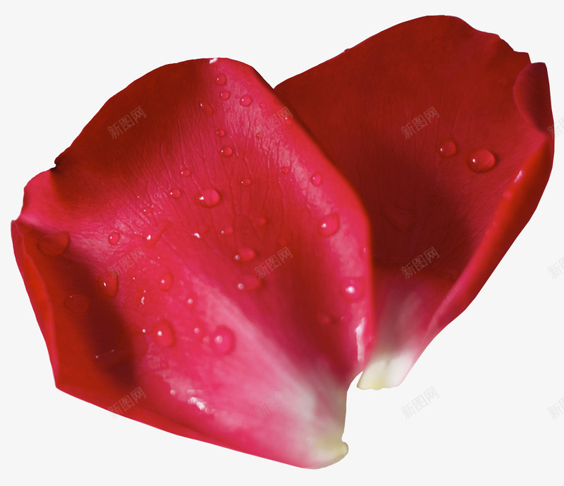 红色浪漫植物玫瑰花png免抠素材_新图网 https://ixintu.com 植物 浪漫 玫瑰花 红色