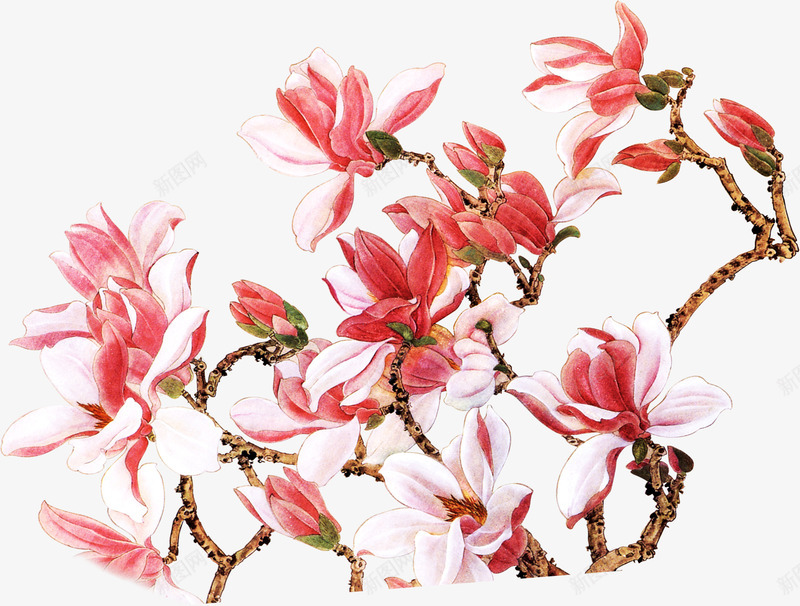 手绘粉色花卉校园png免抠素材_新图网 https://ixintu.com 校园 粉色 素材 花卉