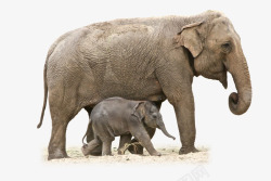 大象妈妈与小象素材