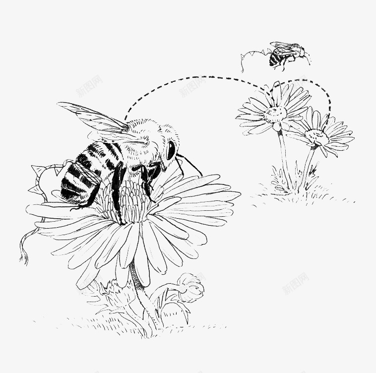 采蜜的蜜蜂图案线稿png免抠素材_新图网 https://ixintu.com 花 蜜蜂图案 采蜜 黑白线稿图案